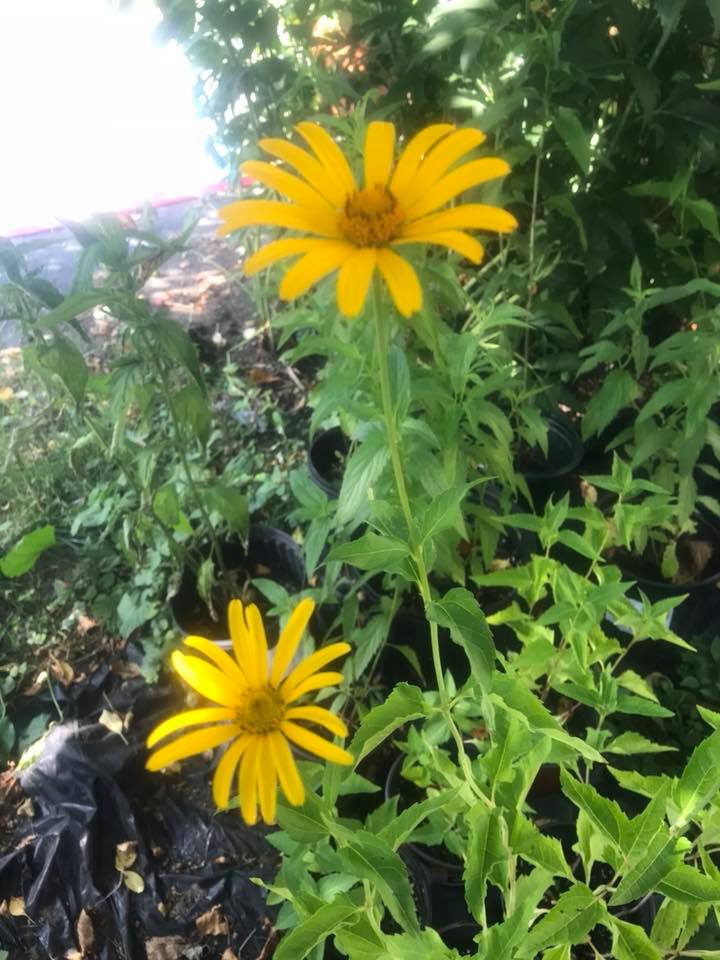 Oxeye Sunflower – Heliopsis helianthus